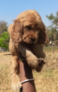 Order Female  Beagle Puppy from Kolkata